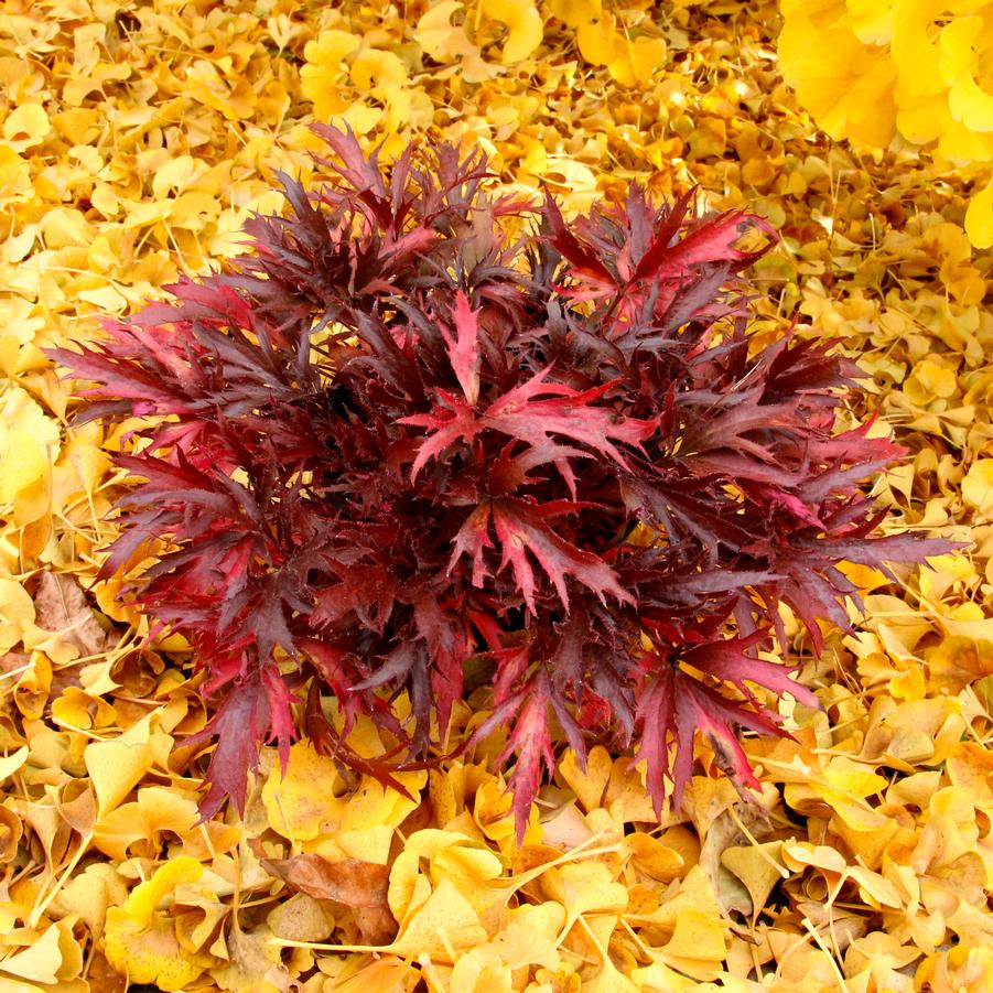 Heuchera Fyre Wing™ Hematite