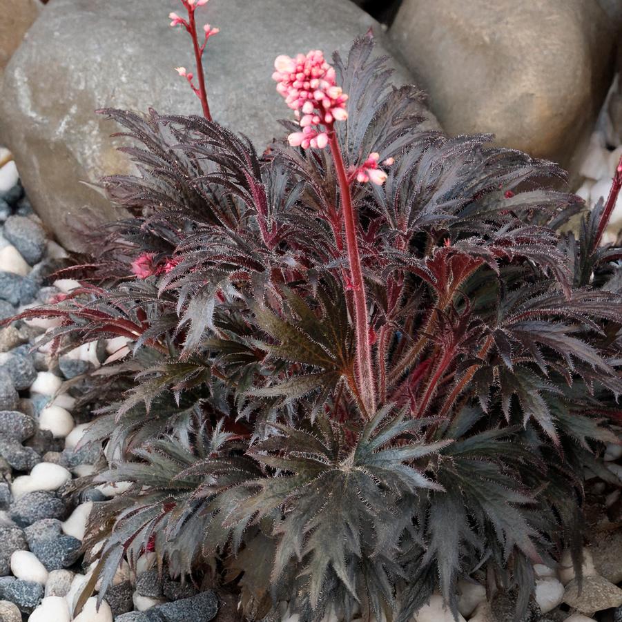 Heuchera Fyre Wing™ Jet