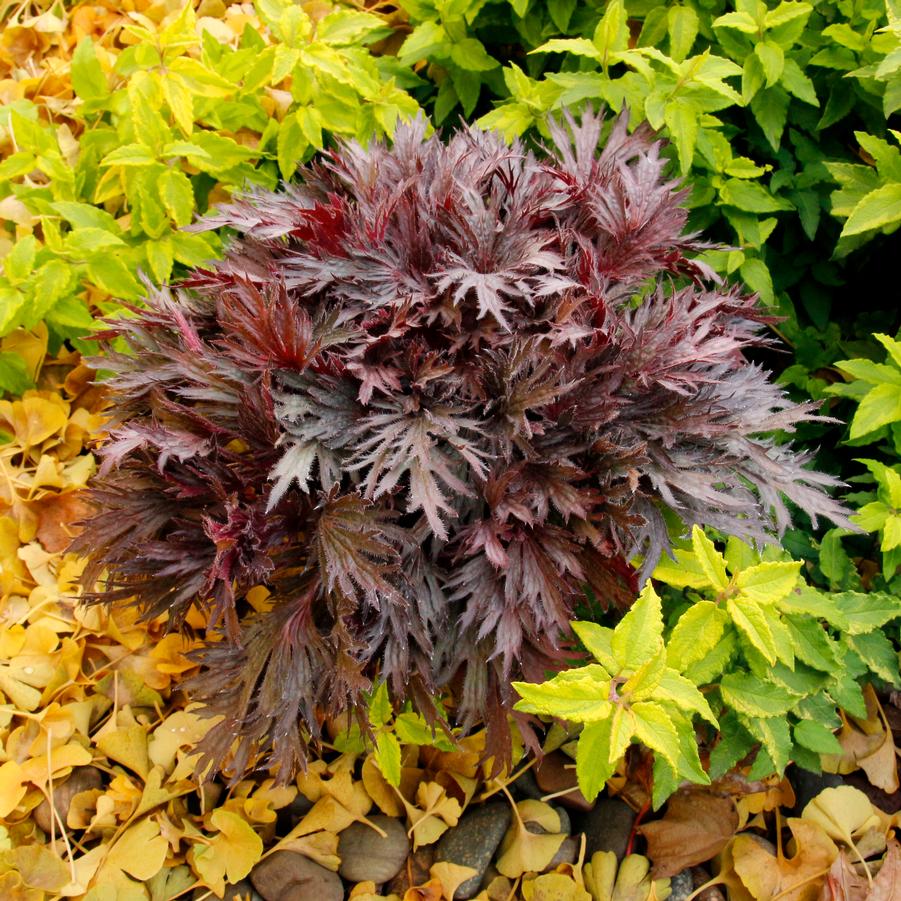 Heuchera Fyre Wing™ Rhodonite