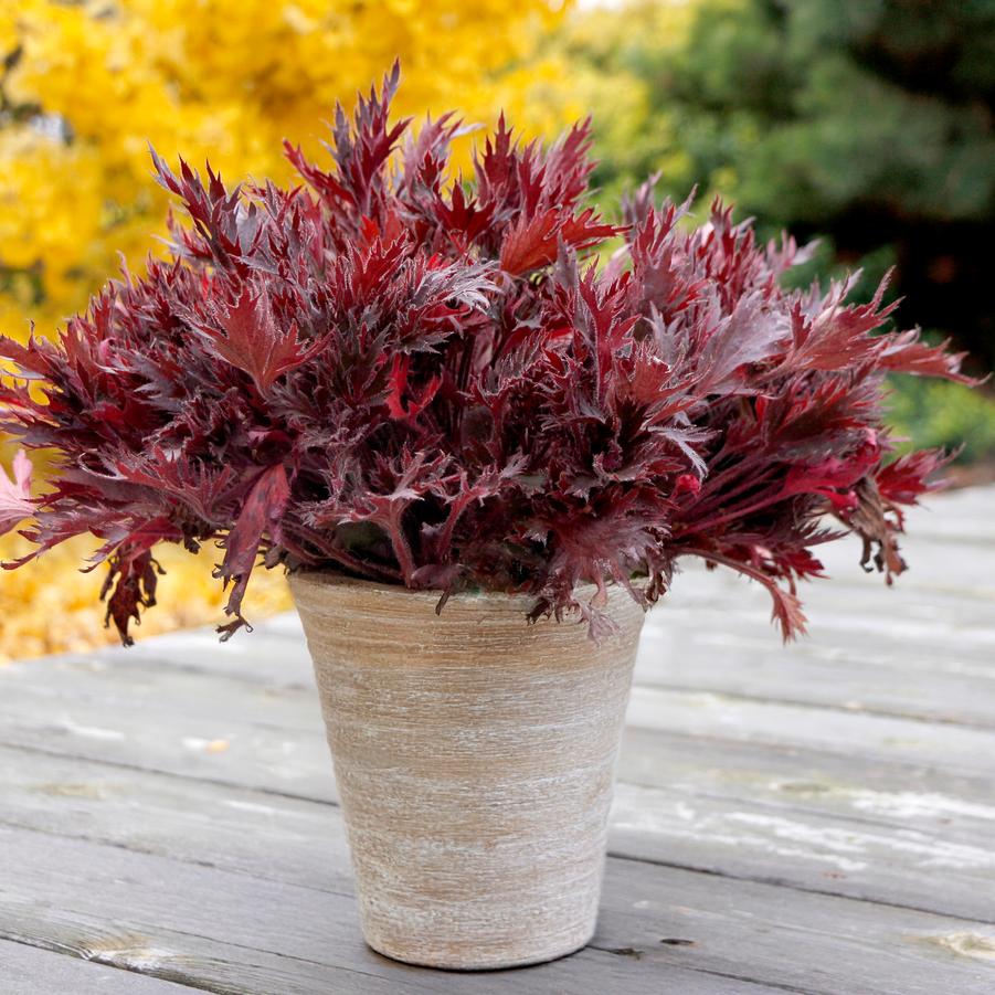 Heuchera Fyre Wing™ Spinel