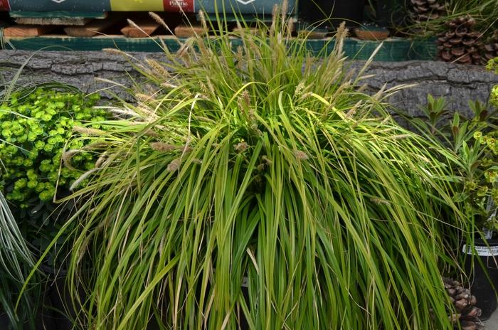 Carex oshimensis EverColor&reg; Everillo