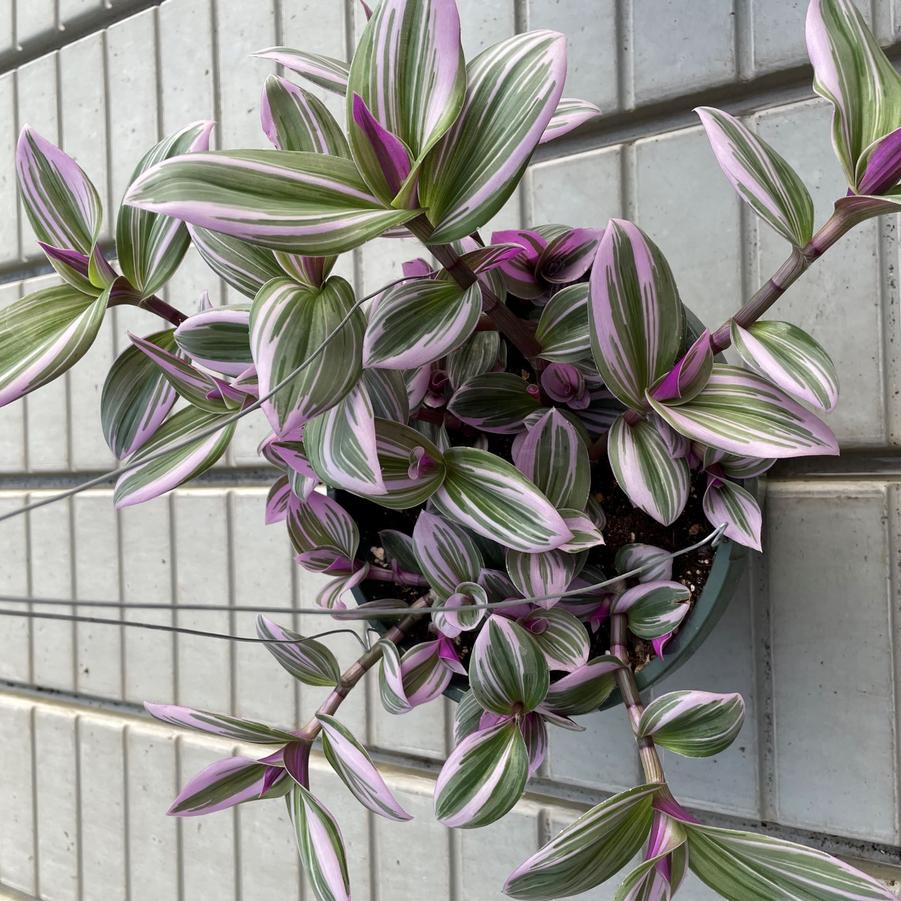 Tradescantia albiflora Nanouk