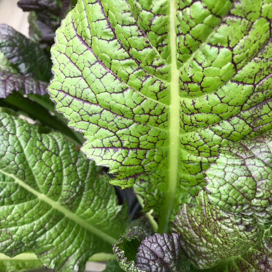 Brassica juncea Red Giant