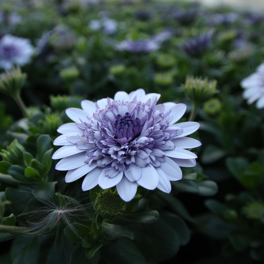 Osteospermum Blue Ice