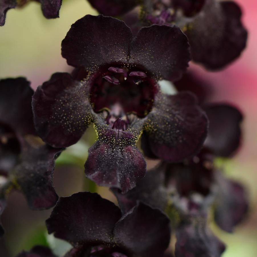 Angelonia AngelFlare Black