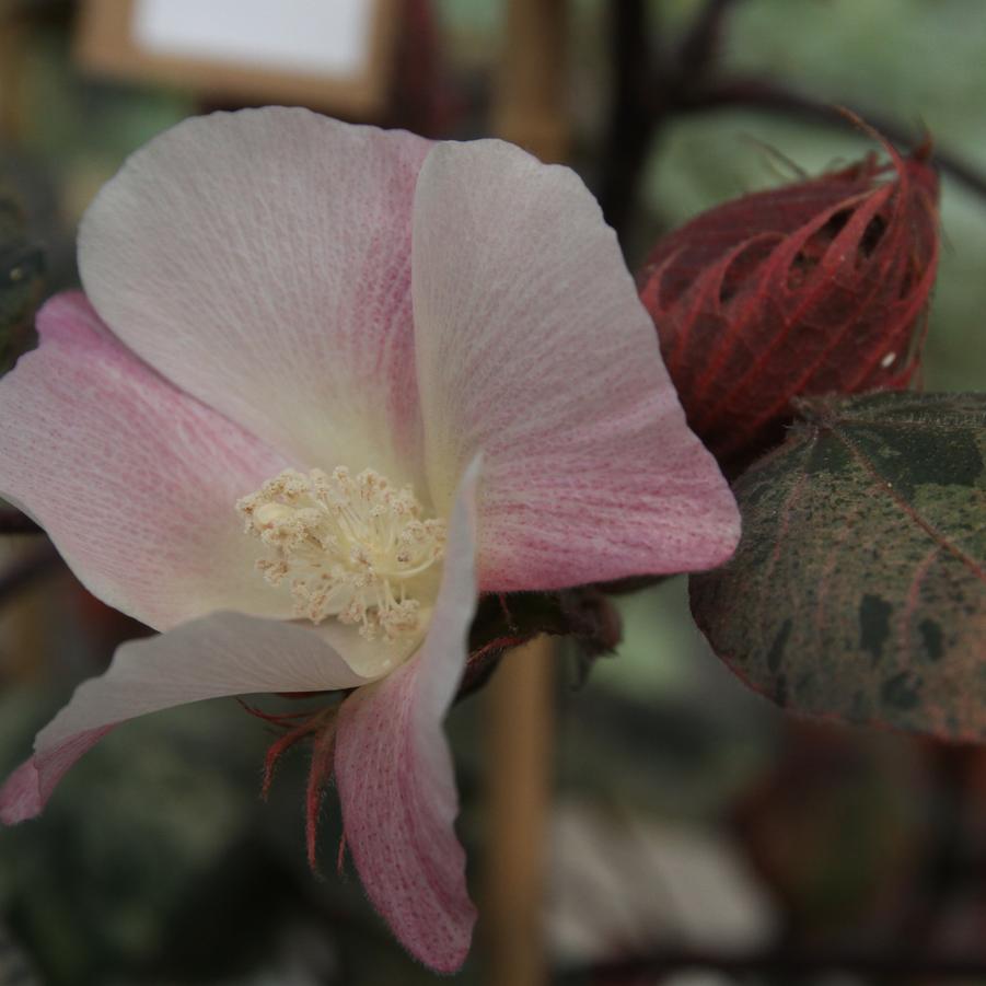 Gossypium hirsutum Pink Variegated