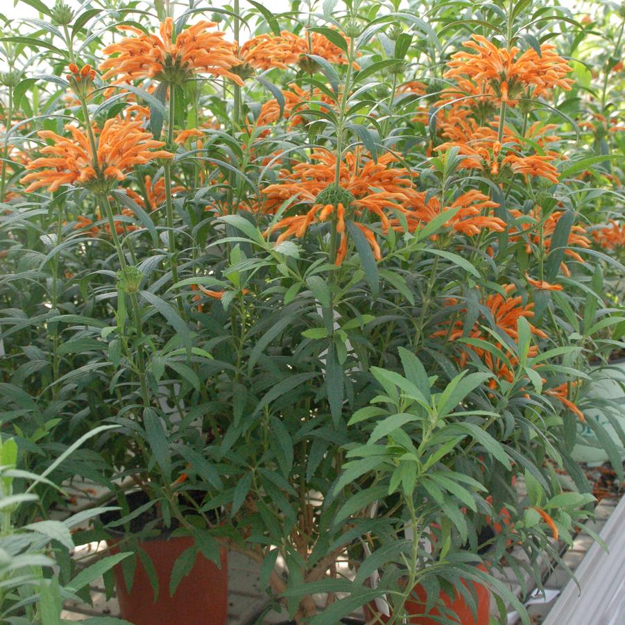 Leonotis leonorus Baby Peace