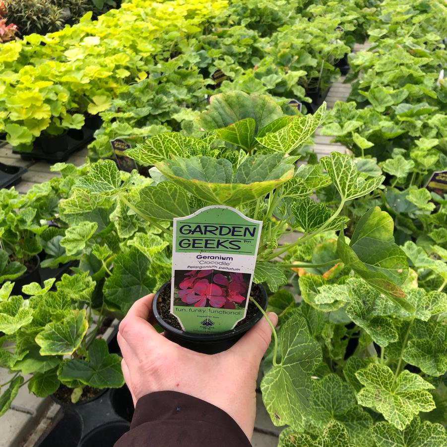 Pelargonium peltatum Crocodile