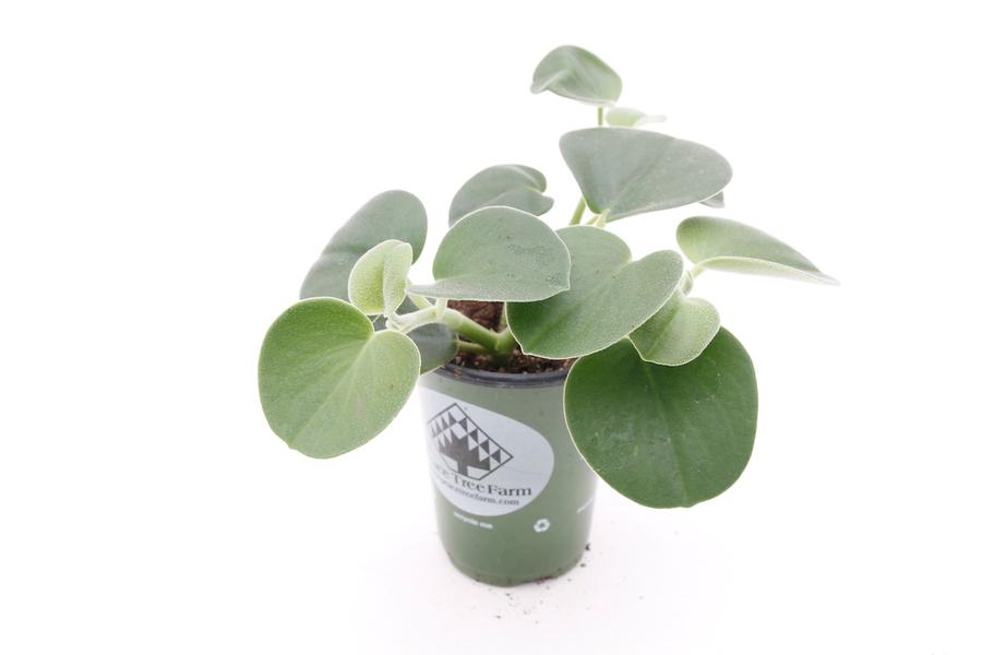Peperomia incana Felted Pepper Face