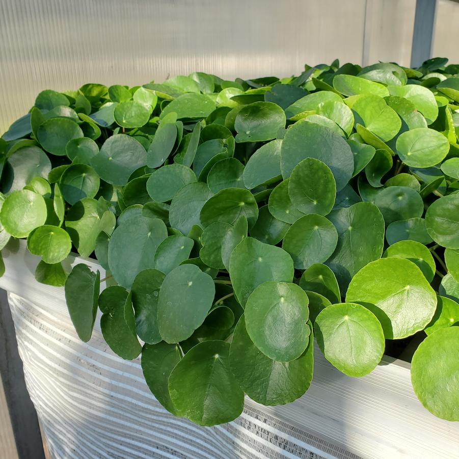 Pilea peperomioides Bitcoin