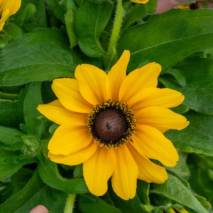 Rudbeckia hirta Tablemate Gold