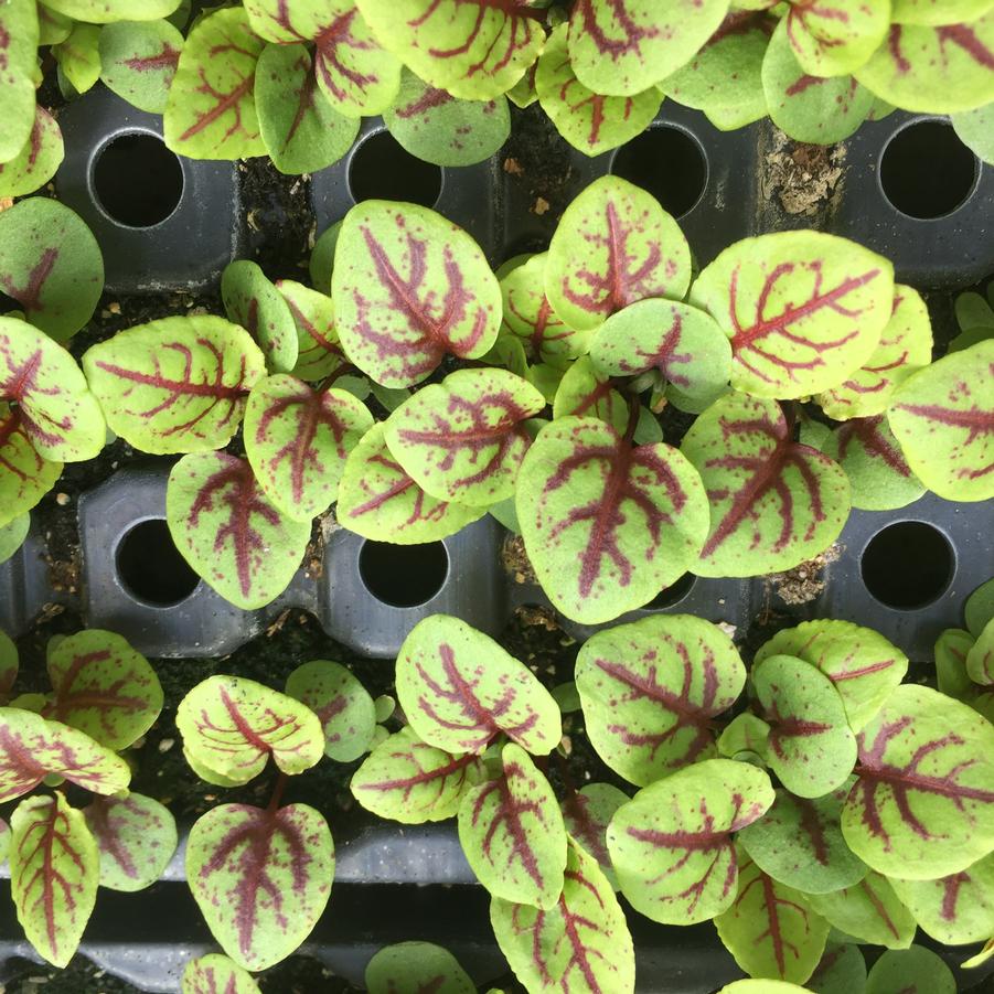 Rumex sanguineus Raspberry Dressing