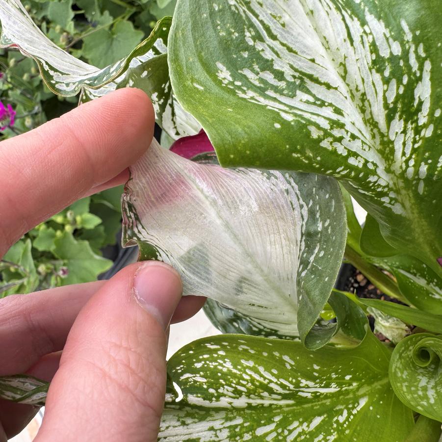 Zantedeschia aethiopica Frozen Queen