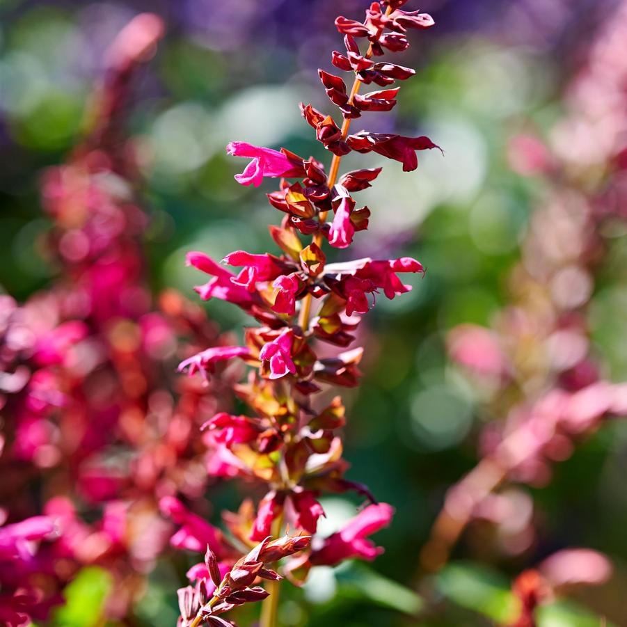 Salvia guaranitica Salgoon Lake Flamingo