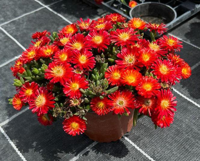 Delosperma cooperi Next Level Red