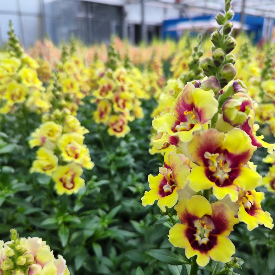 Antirrhinum majus DoubleShot Yellow Red Heart
