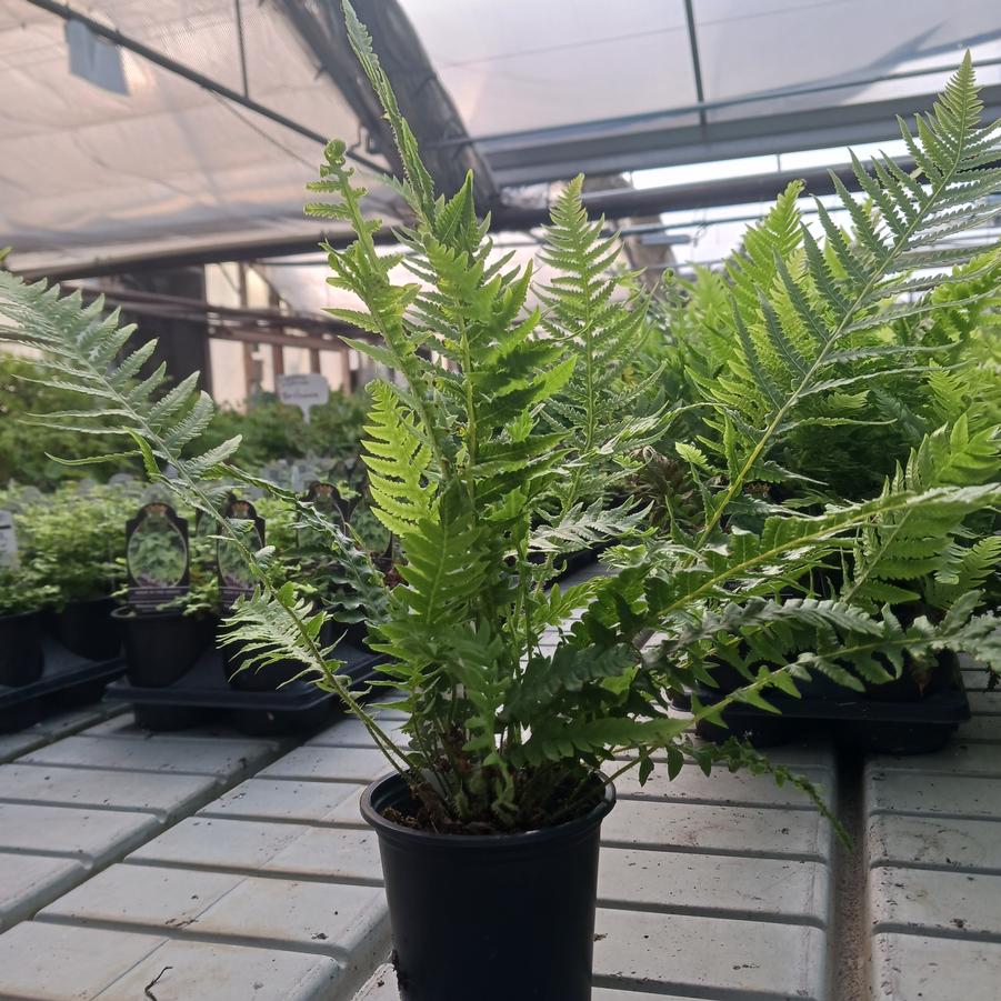 Thelypteris decursive-pinnata 