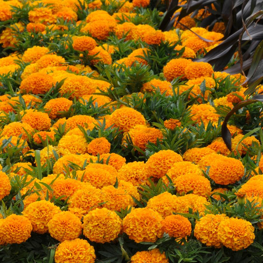 Marigold Taishan Orange