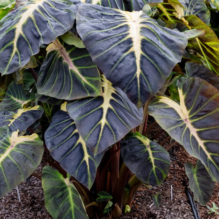 Colocasia Royal Hawaiian® Hawaii Calls