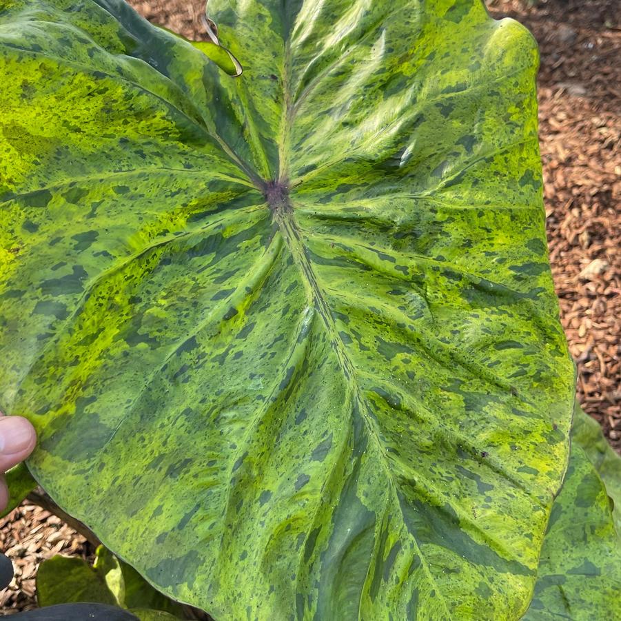 Colocasia Royal Hawaiian® Tropical Paradise