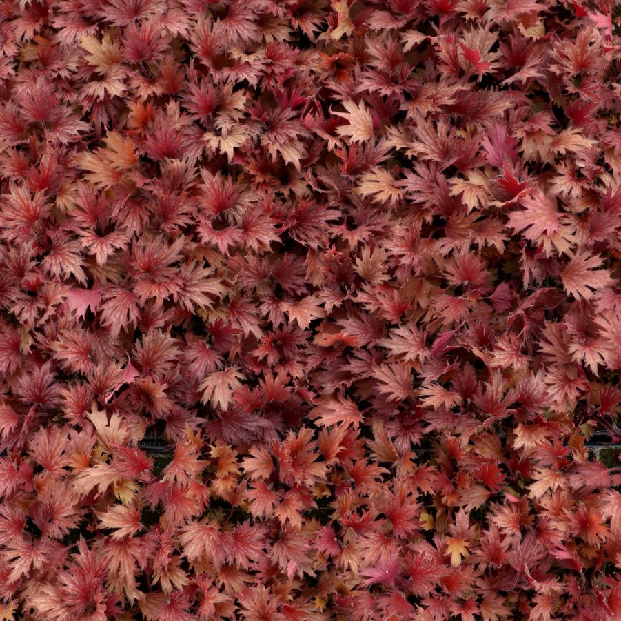 Heuchera Fyre Wing™ Hematite