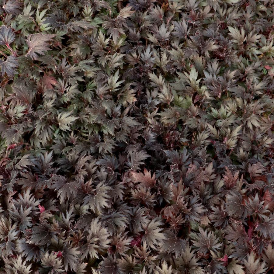 Heuchera Fyre Wing™ Jet