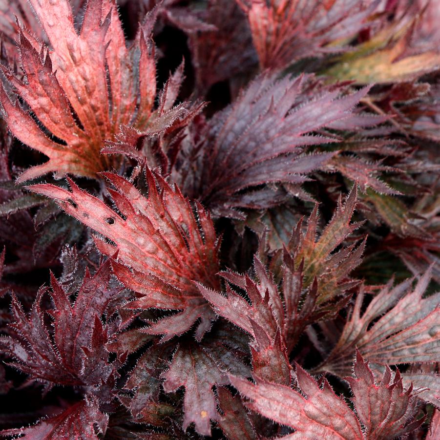 Heuchera Fyre Wing™ Rhodonite
