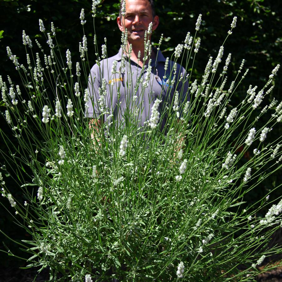 Lavandula x intermedia Exceptional!&trade;