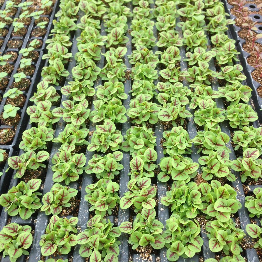 Rumex sanguineus Raspberry Dressing