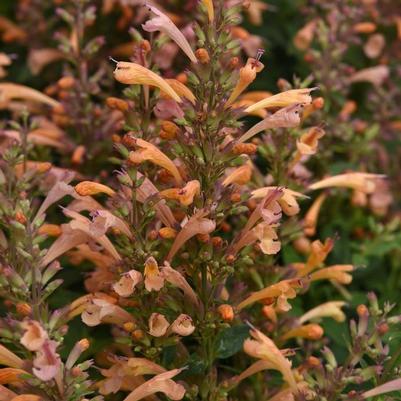 Agastache mexicana Summerlong&trade; Peach