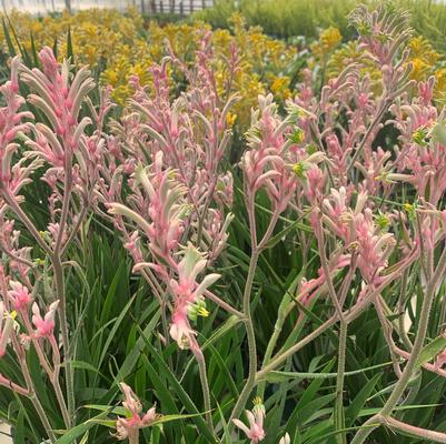 Anigozanthos Bush Gems&reg; Bush Pearl