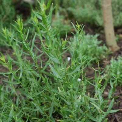 Artemisia dracunculus Sativa