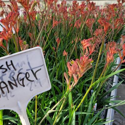 Anigozanthos Bush Ranger