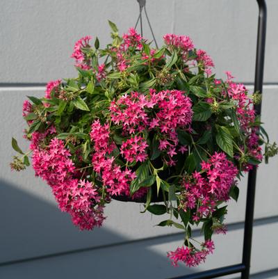 Pentas lanceolata Graffiti&reg; Falls Rose