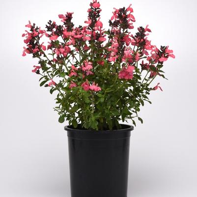 Salvia greggii Mirage&trade; Salmon
