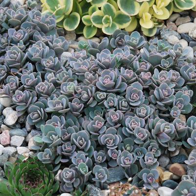 Sedum Sunsparkler&reg; Blue Elf