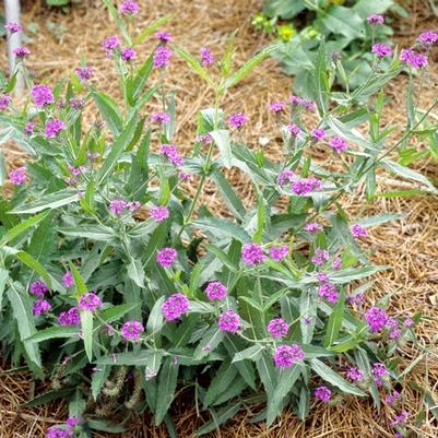 Verbena rigida Santos