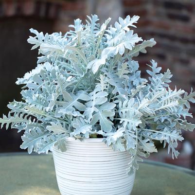 Centaurea cyanus Chrome Fountain
