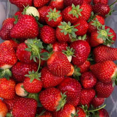 Fragaria × ananassa Berries Galore White