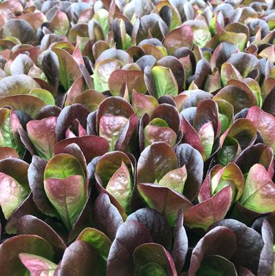 Lettuce sativa Salanova Butter Red