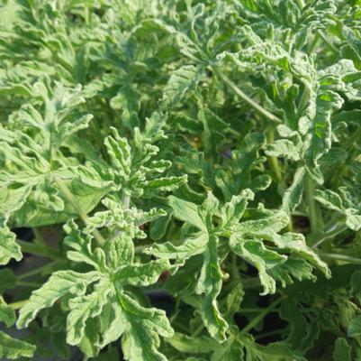 Pelargonium graveolens Old Fashioned Rose