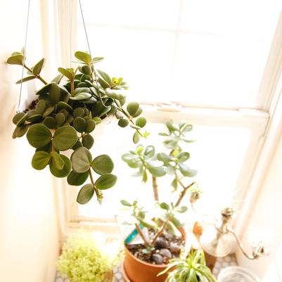 Peperomia rotundifolia Hope