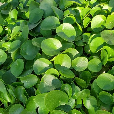 Pilea peperomioides Bitcoin