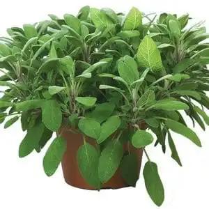 Salvia officinalis Garden Grey