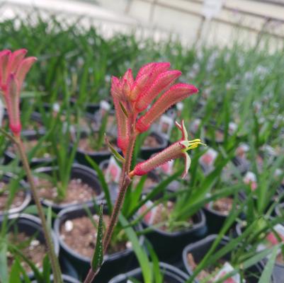 Anigozanthos Bush Gems&reg; Bush Pizzaz