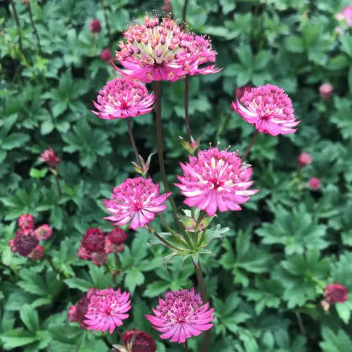 Astrantia major Star of Flame