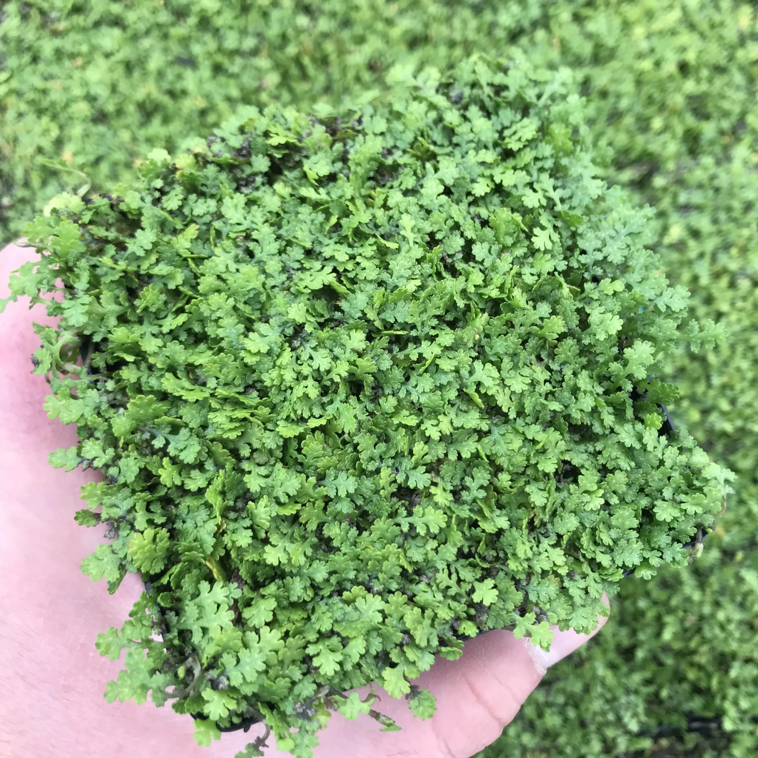 Leptinella gruveri Miniature BB