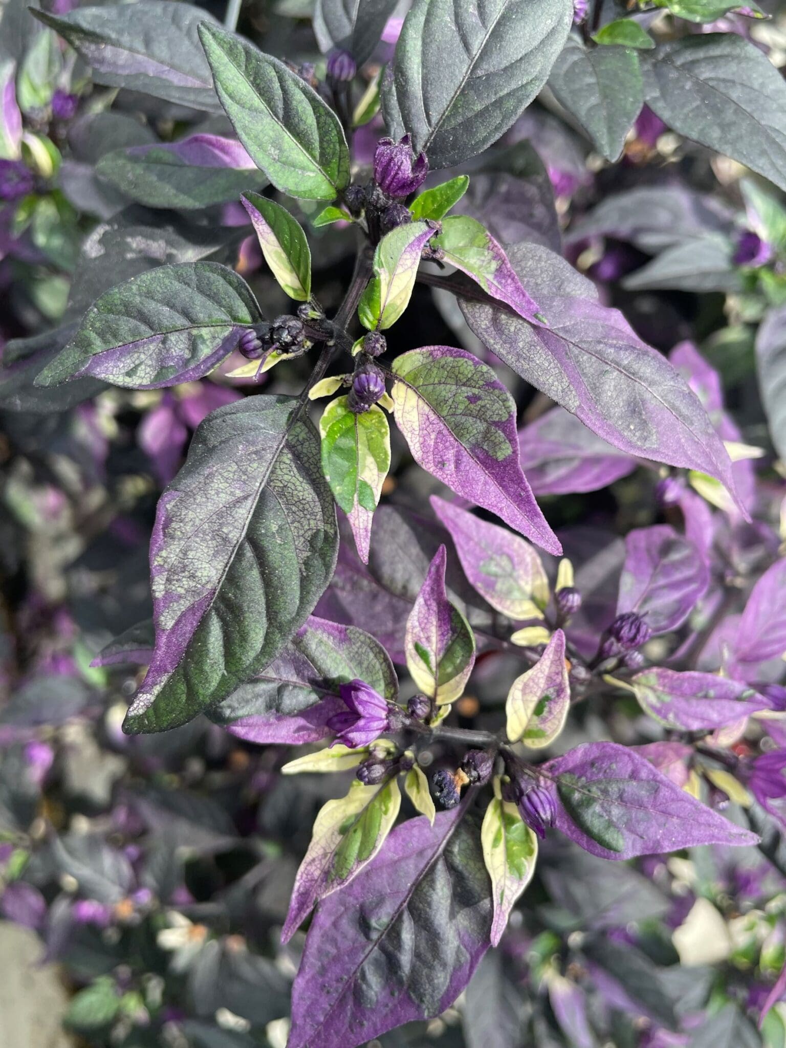 20+ Purple Ornamental Pepper Plant