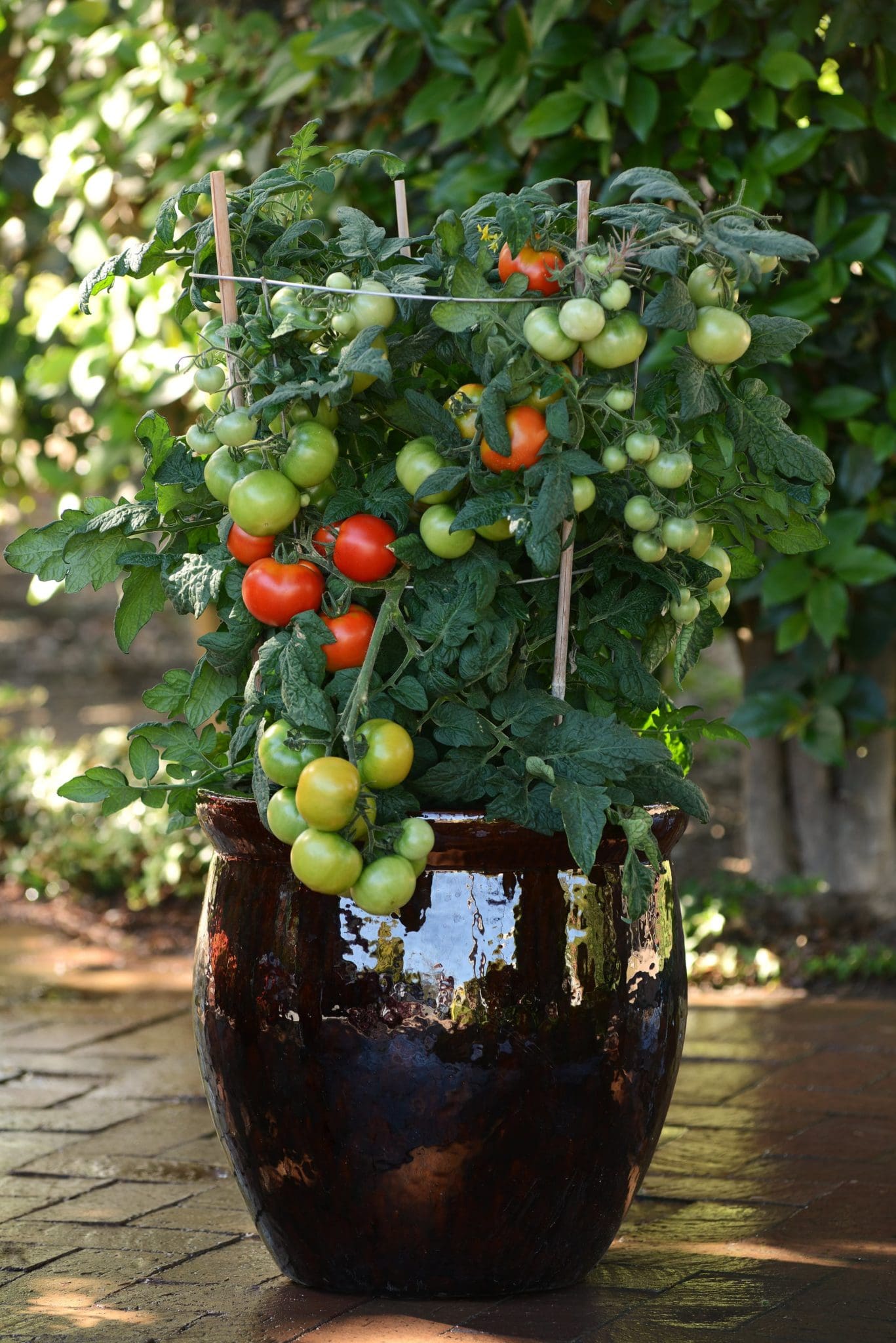 Tomato 'Little Sicily' - Peace Tree Farm