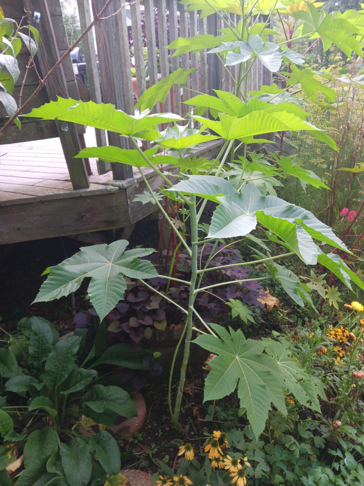 Ricinus communis 'Zanzibarensis' - Peace Tree Farm